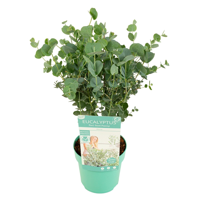 <h4>Eucalyptus gunnii 'Azura'®</h4>