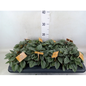 Peperomia  'Napoli Nights'
