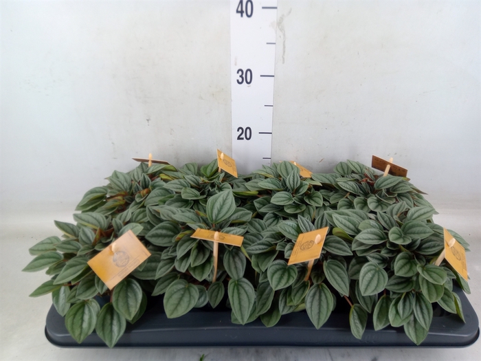 <h4>Peperomia  'Napoli Nights'</h4>