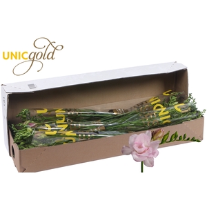 UG Barendse - Honeymoon 5x20 box