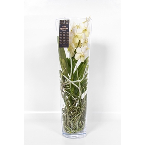 Vanda