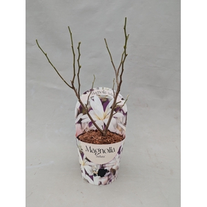 Magnolia 'Stellata' 17 cm in potcover