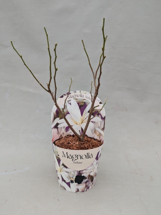 <h4>Magnolia 'Stellata' 17 cm in potcover</h4>