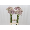 Allium Silverspring
