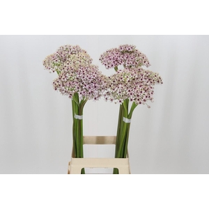 Allium Silverspring