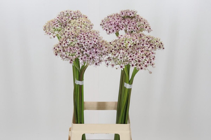 <h4>Allium Silverspring</h4>