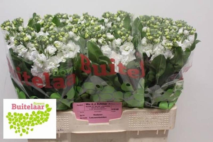 <h4>Matth Centum White Buitelaar</h4>