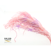 Dried Bleached Amaranthus Caudatus Neon