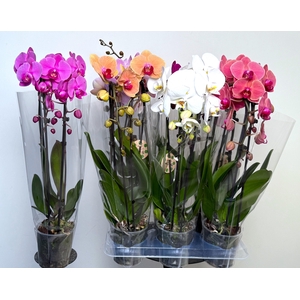 PHAL EL CASCADE