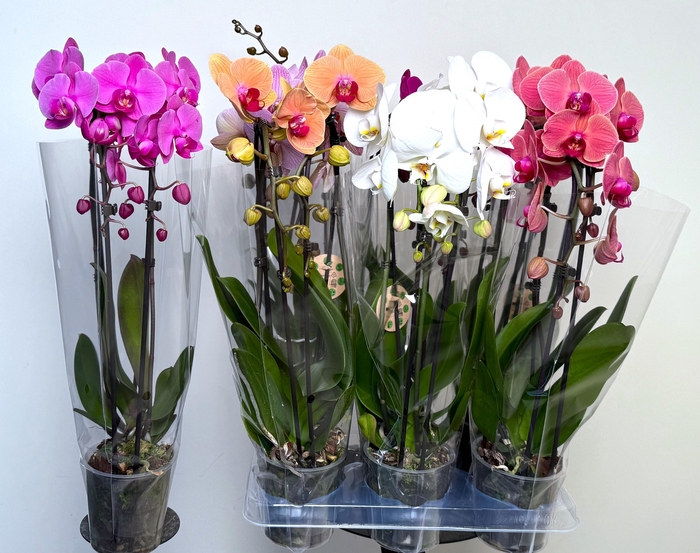 <h4>PHAL EL CASCADE</h4>