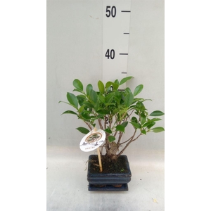 Bonsai   ...mix