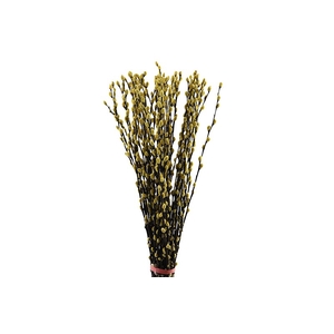 Salix Snowflake Klb Yellow