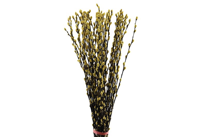 Salix Snowflake Klb Yellow