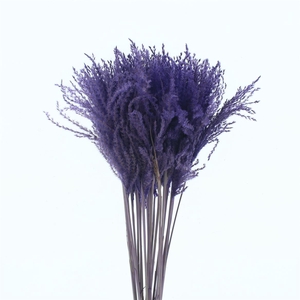 Dried Stipa Feather Milka