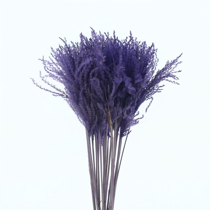 Dried Stipa Feather Milka