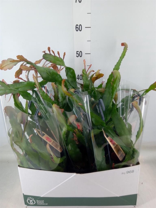 <h4>Epiphyllum   ...</h4>