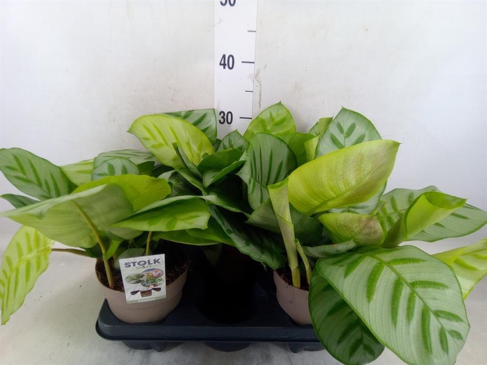 <h4>Calathea   ...</h4>