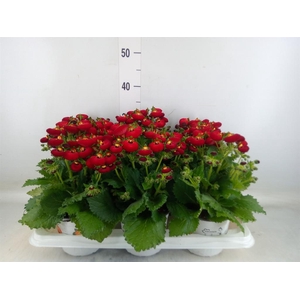 Calceolaria 'Calynopsis Red'