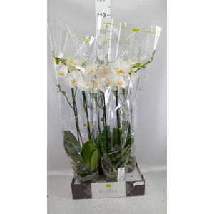 Phalaenopsis   ...white