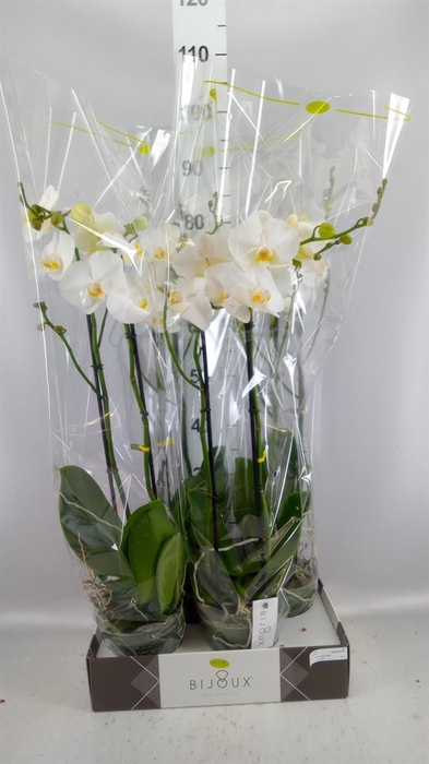<h4>Phalaenopsis   ...white</h4>