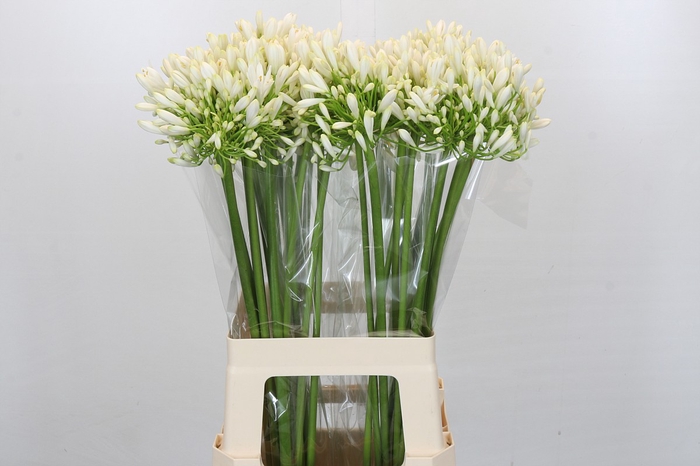 <h4>Agapanthus White Heaven</h4>