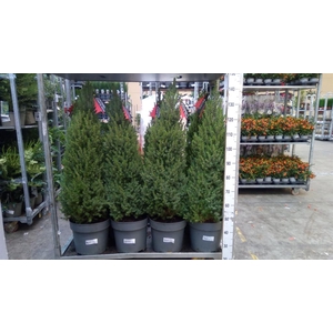 Picea glauca 'Perfecta'