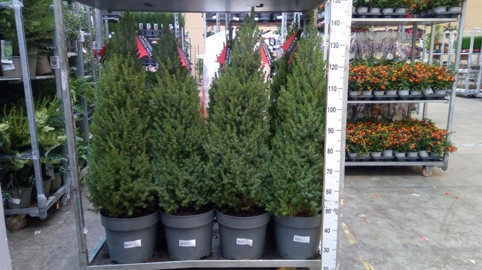 <h4>Picea glauca 'Perfecta'</h4>