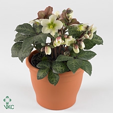 HELL WINTER MOONBEAM