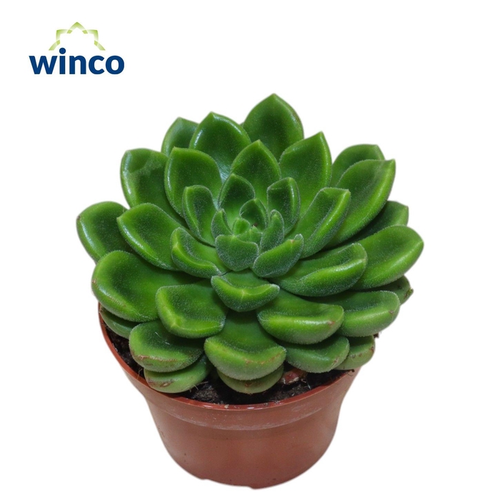 <h4>Echeveria Chubbs</h4>