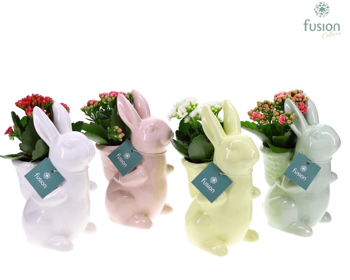 <h4>Keramiek Paashaas 4 kleuren met Kalanchoe</h4>