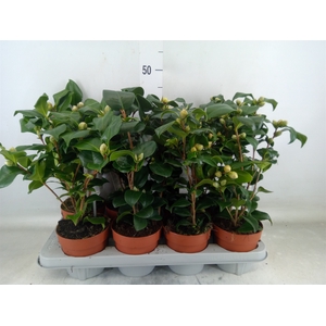 Camellia   ...mix 3