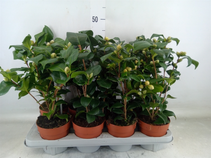 <h4>Camellia   ...mix 3</h4>