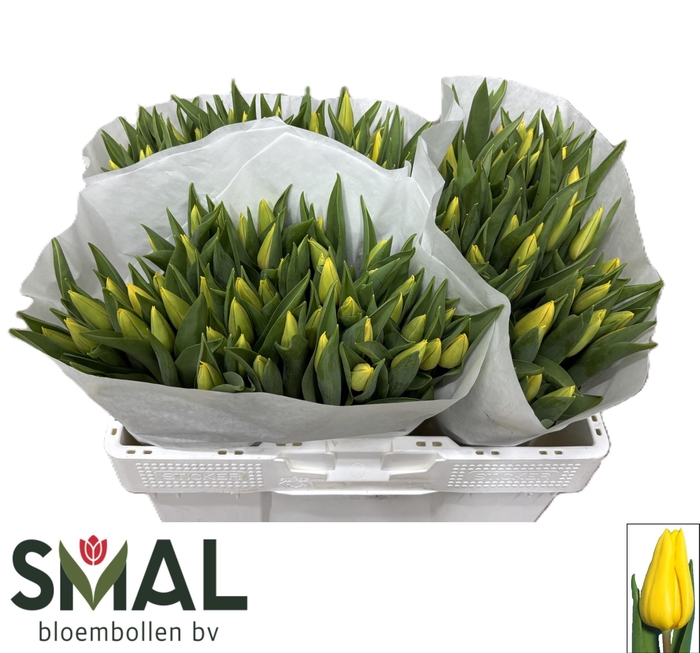 <h4>TU EN STRONG GOLD</h4>