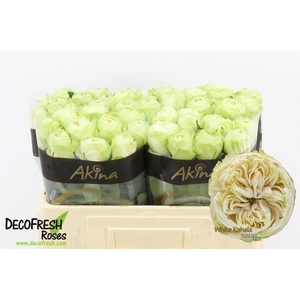 R Gr White Kahala-bb