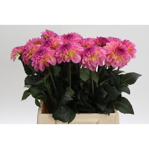 Dahlia Esli