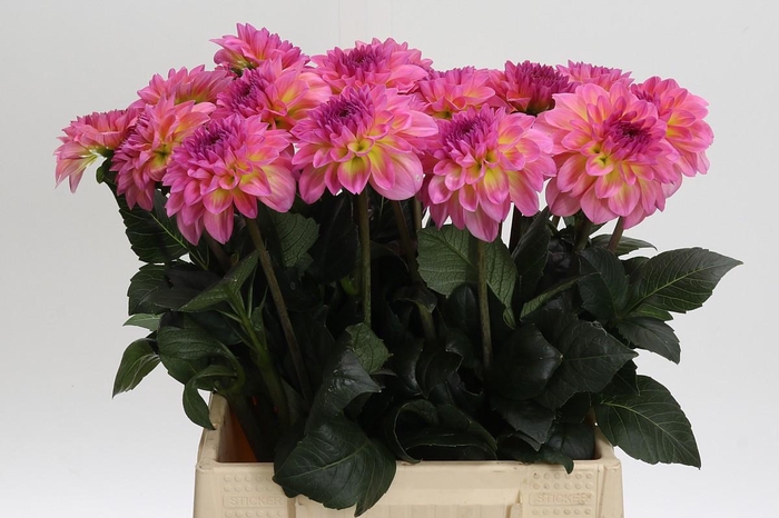 <h4>Dahlia Esli</h4>
