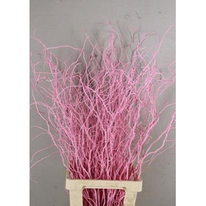 Salix Tortuosa Light Pink