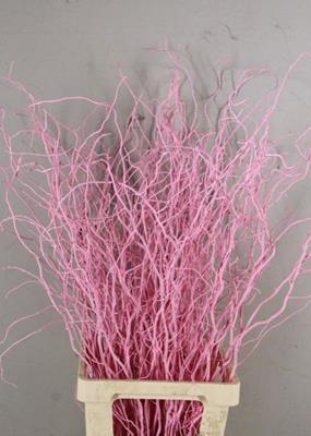 <h4>Salix Tortuosa Light Pink</h4>