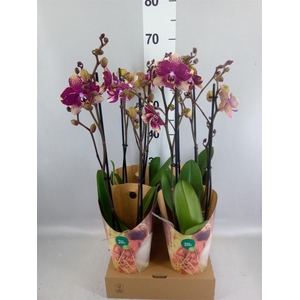 Phalaenopsis  'Ant Rombley'