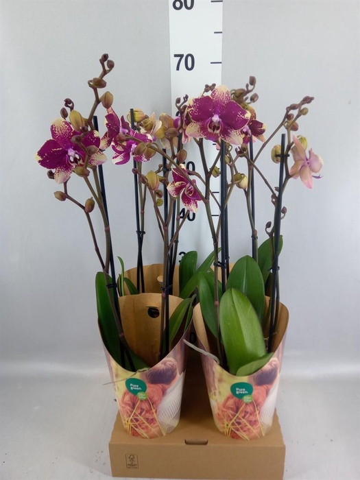 <h4>Phalaenopsis  'Ant Rombley'</h4>