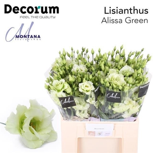 Lis G Alissa Green