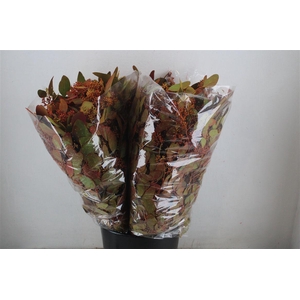 Euca Populus Berry 200gr De Luxe P Bunch