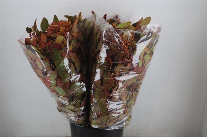 <h4>Euca Populus Berry 200gr De Luxe P Bunch</h4>