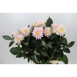 Dahlia Dianas Memory