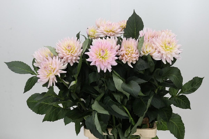 <h4>Dahlia Dianas Memory</h4>
