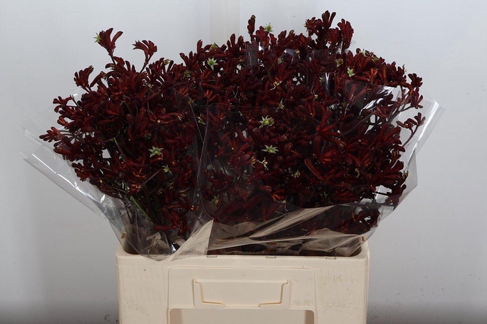 <h4>Anigoz Bush Ruby</h4>