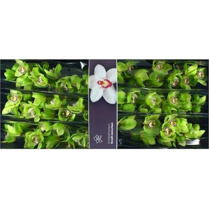 Cymbidium Robin Hood