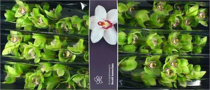 <h4>Cymbidium Robin Hood</h4>