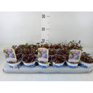 Anemone blanda 'Blue Shades'