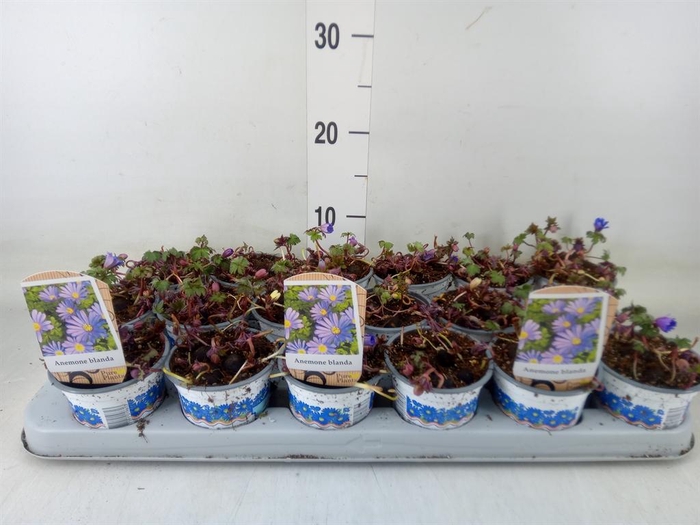 <h4>Anemone blanda 'Blue Shades'</h4>